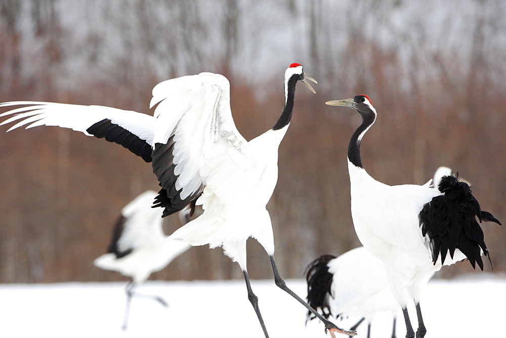 Japanese Cranes