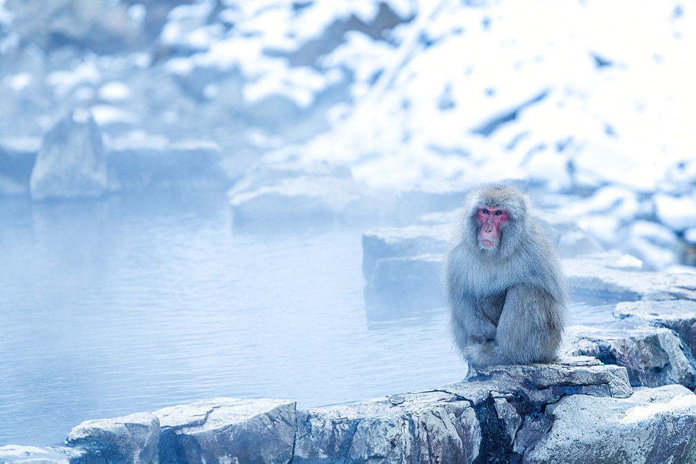 Snow Monkey