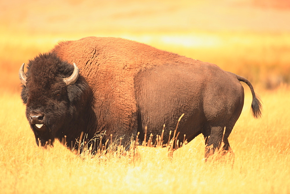 American bison in grassland