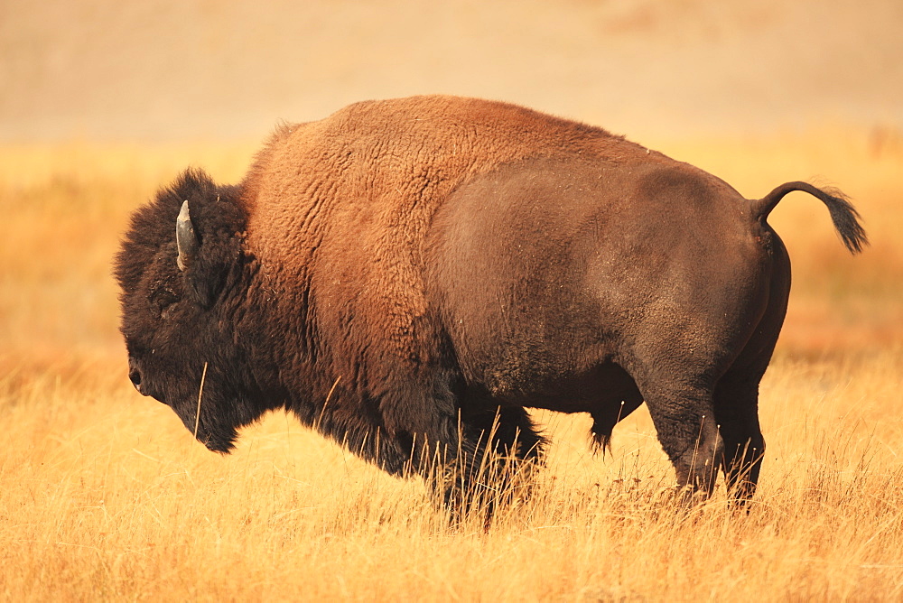 American bison in grassland