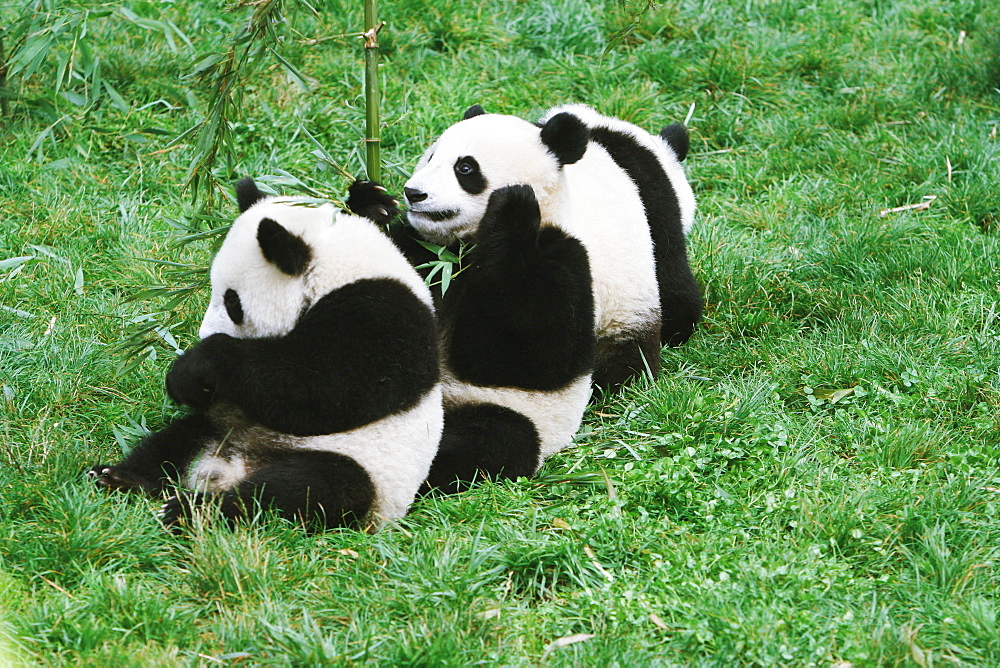 Pandas