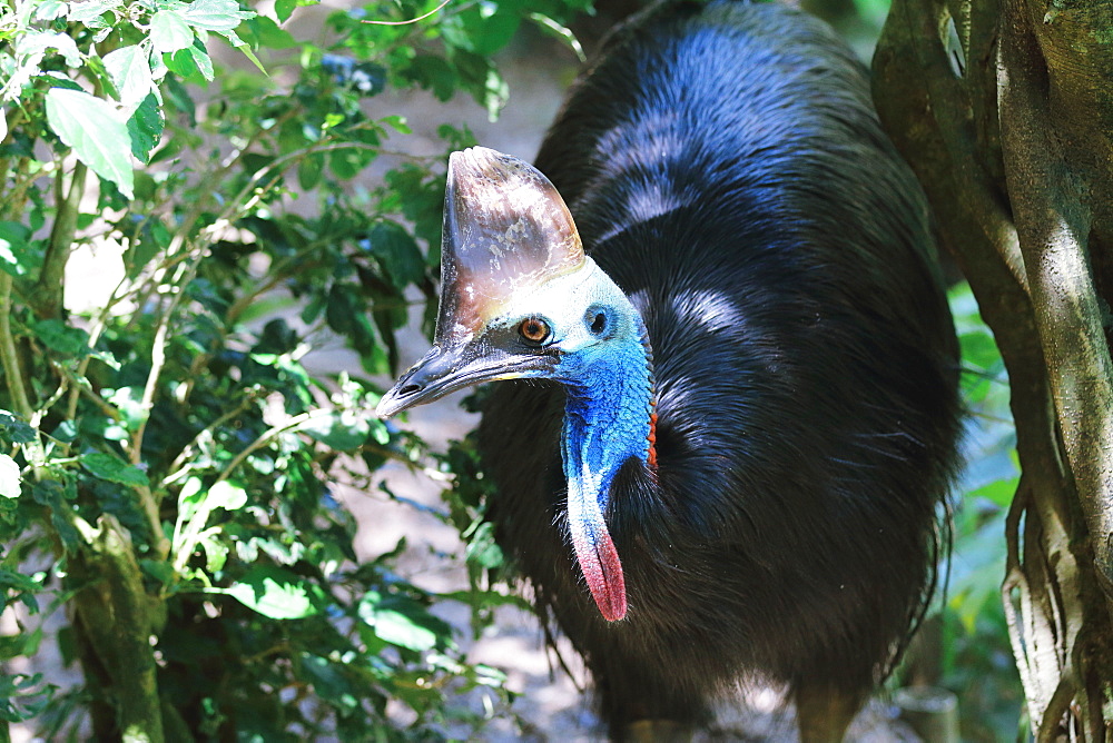 Cassowary