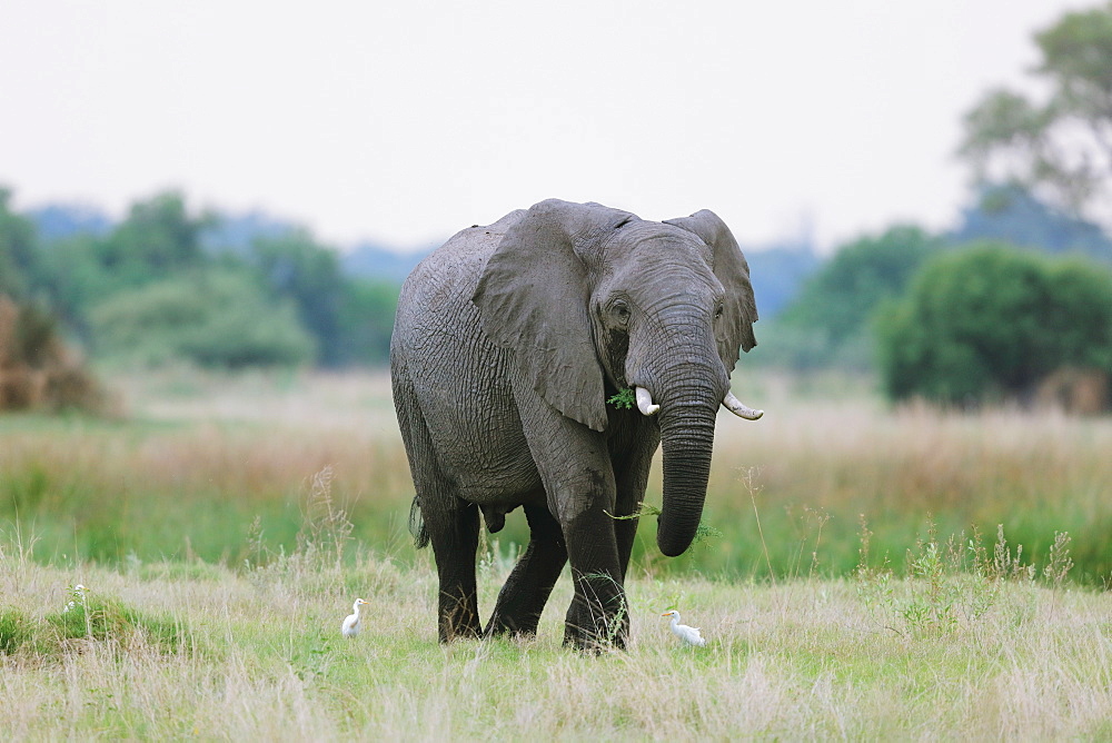 African Elephant