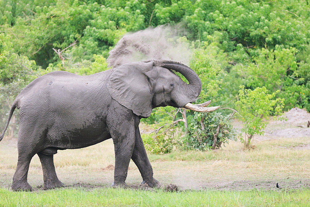 African Elephant