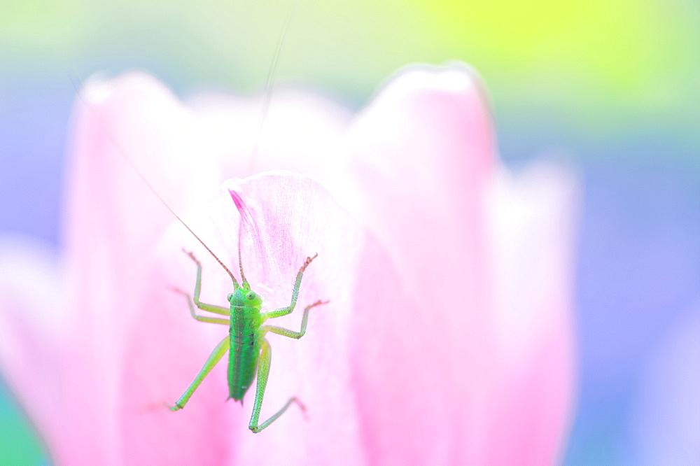 Migratory Locust