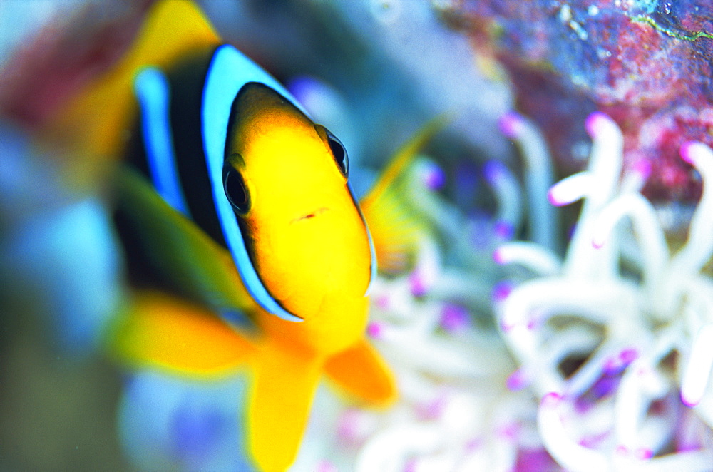 Orange Fin Anemone Fish