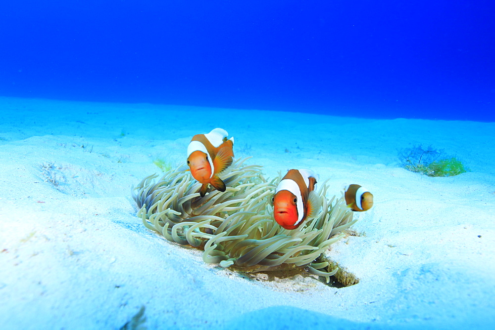 Clownfish