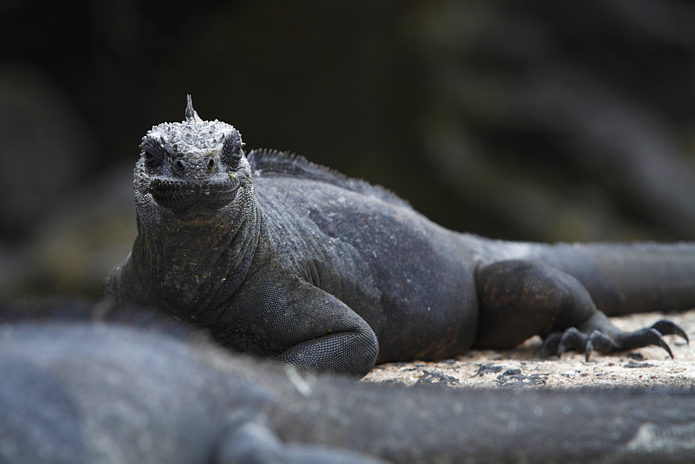 Iguana