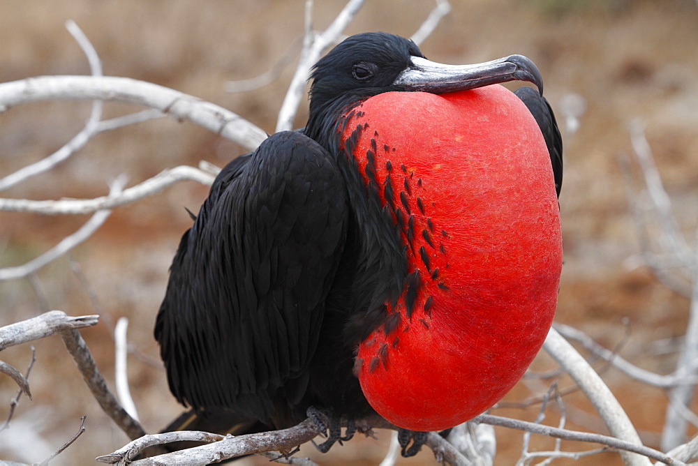 Ecuador