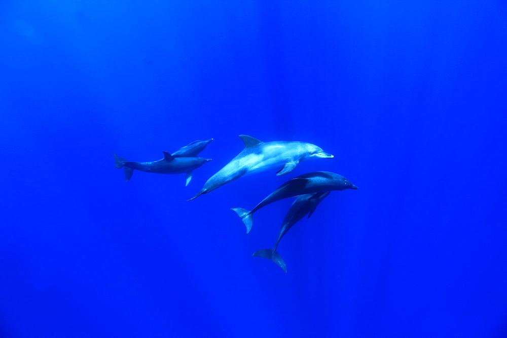 Dolphins