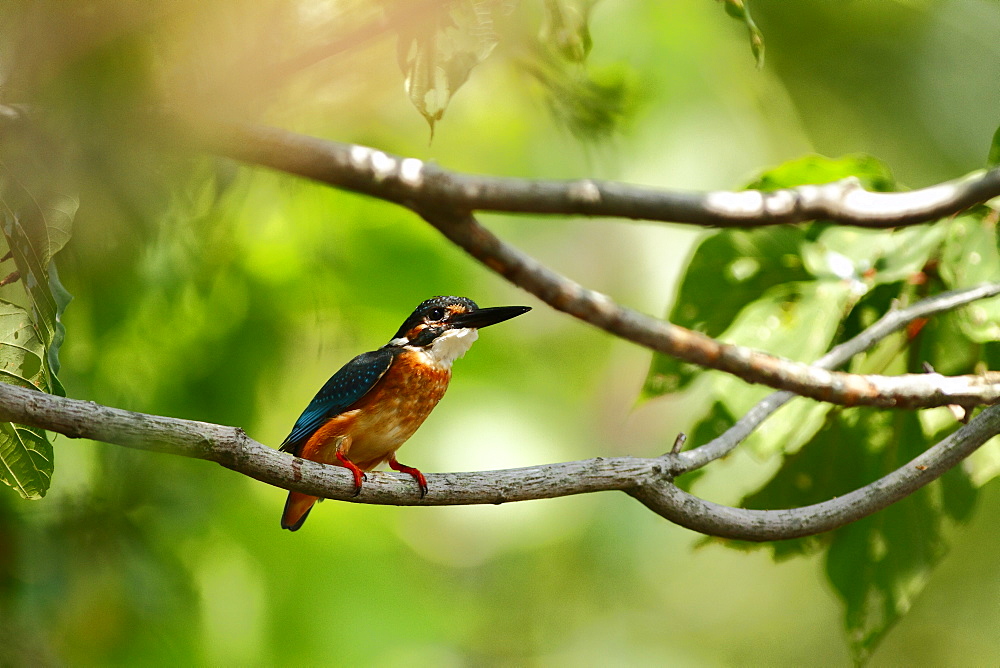 Common Kingfisher