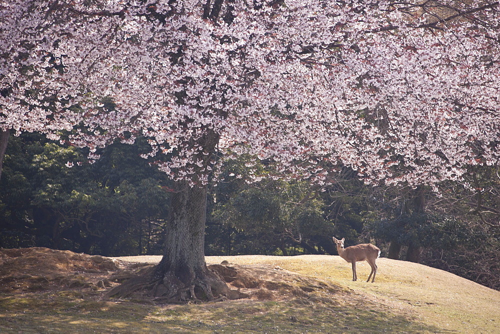 Deer, Japan