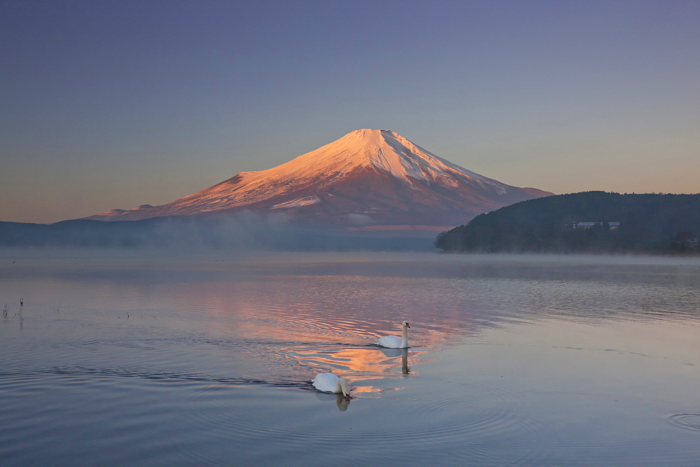 Swans, Japan