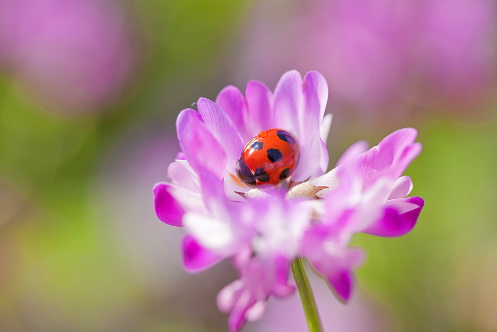 Ladybug