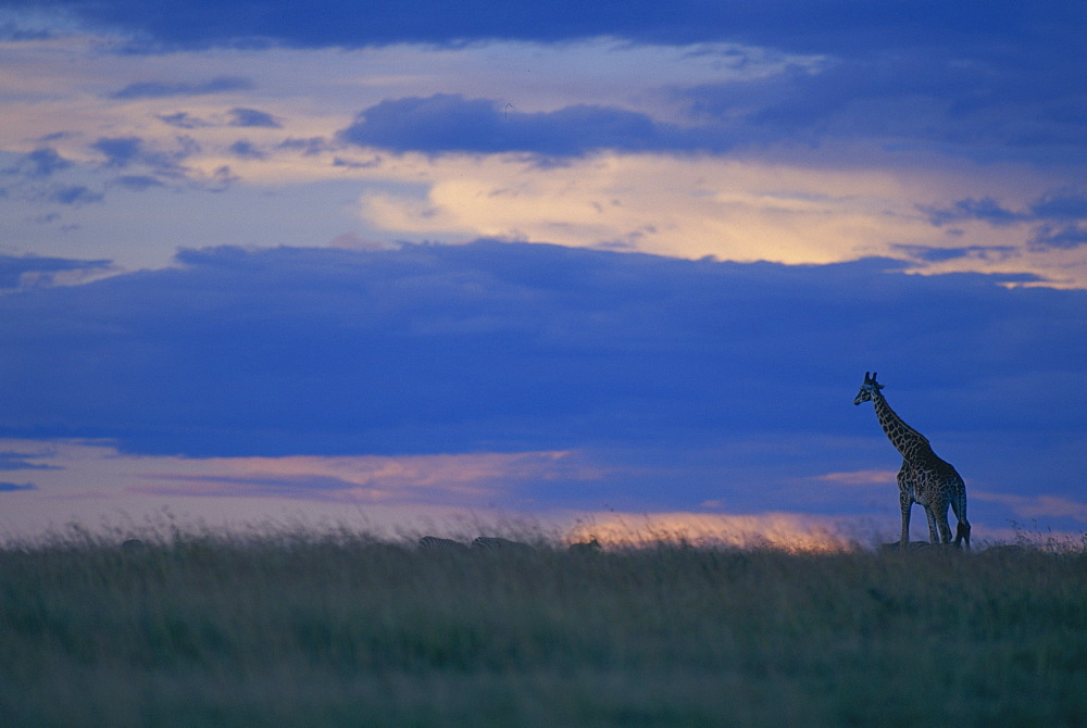 Masai giraffe