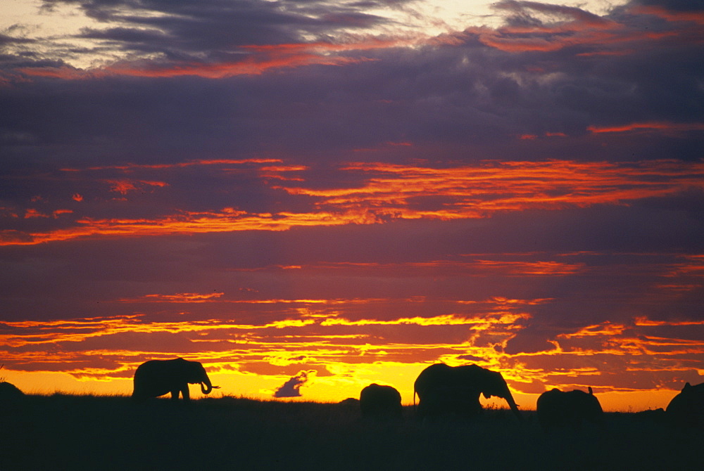 African elephants