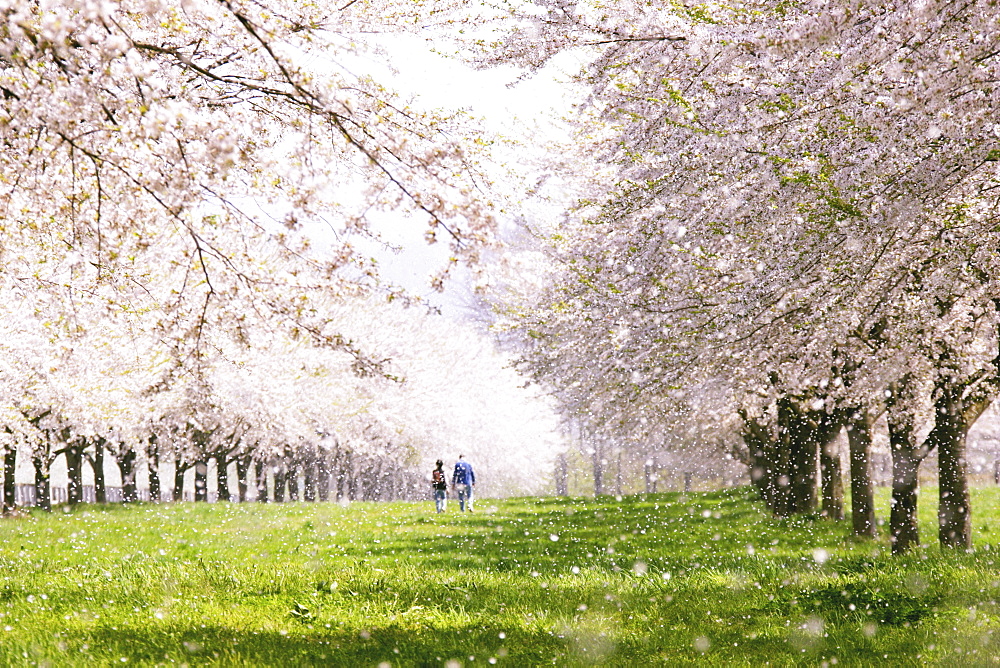 Cherry Blossom Tree Lined Road