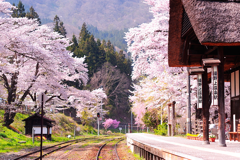 Cherry Blossoms, Yunokami, Fukushima Prefecture, Japan