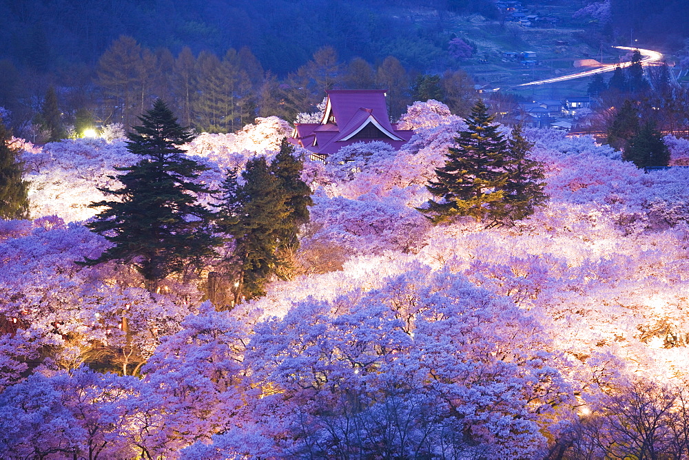 Cherry Blossoms At Night At Takato Castle, Nagano Prefecture, Japan