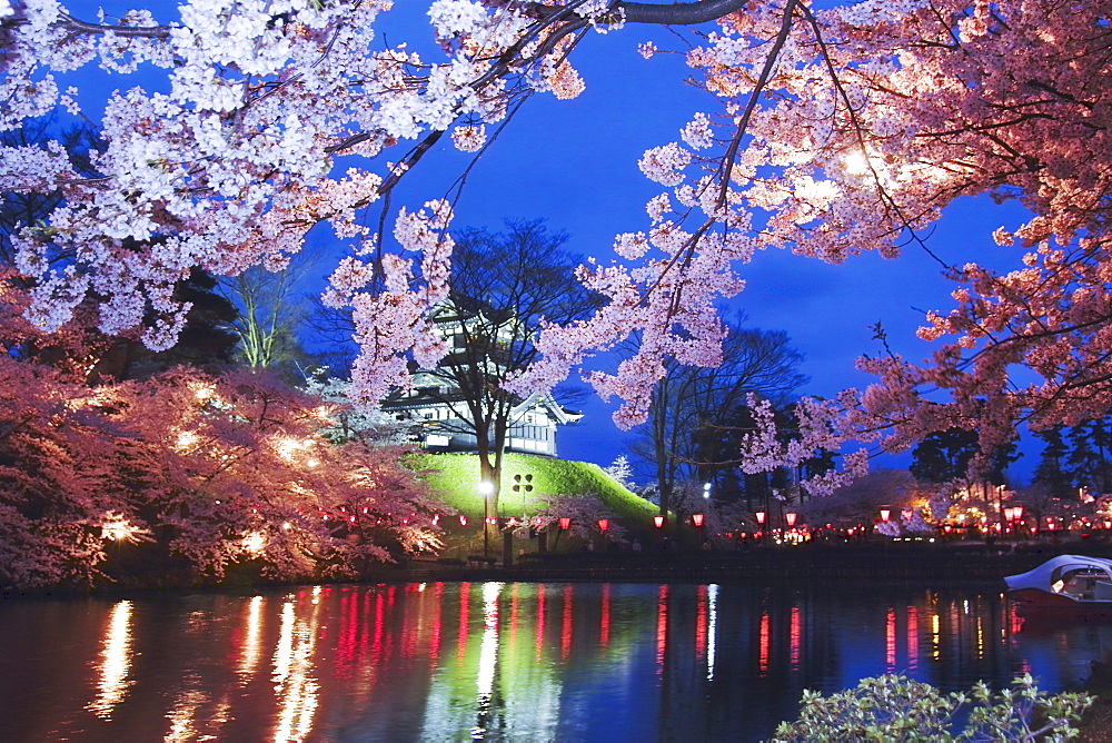 Nocturnal View Of Cherry Blossoms, Takada Castle, Joetsu, Niigata Prefecture, Japan