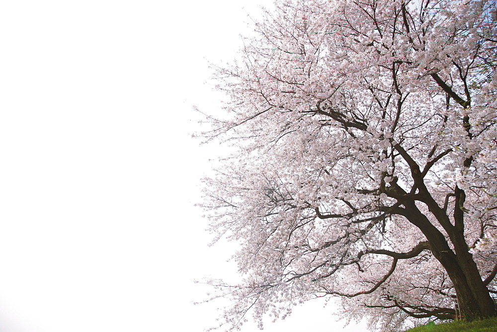 Cherry Tree against Clear Sky