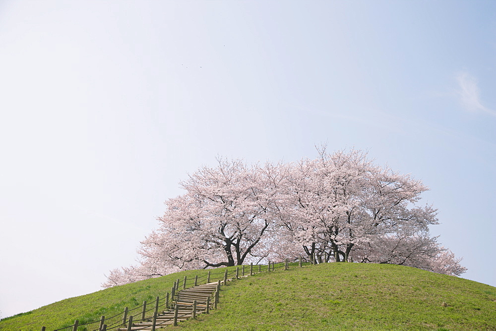 Cherry Trees in Park