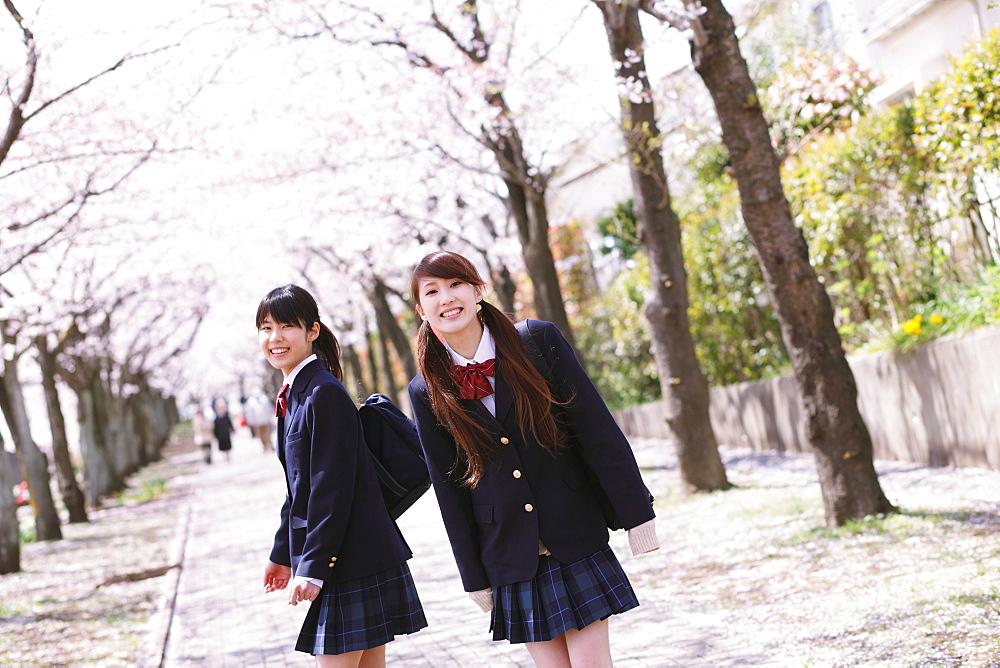 Japanese schoolgirls in their uniforms with cherry blossoms in the background