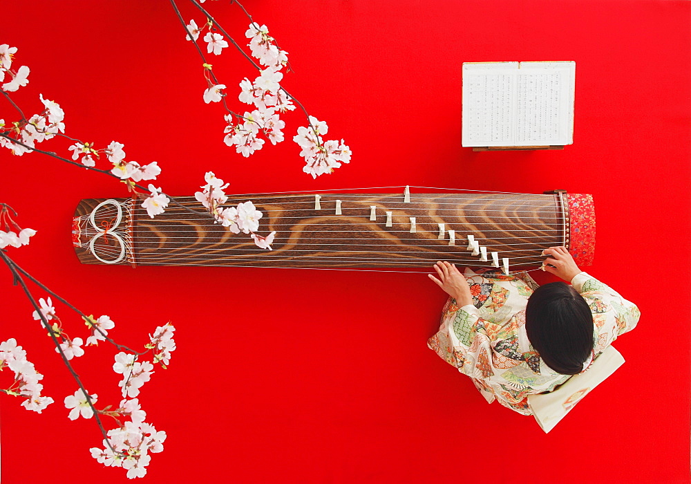 Japanese woman in a kimono playing the koto and cherry blossoms