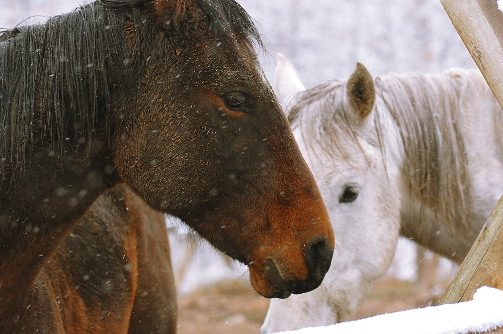 Horses in Stable