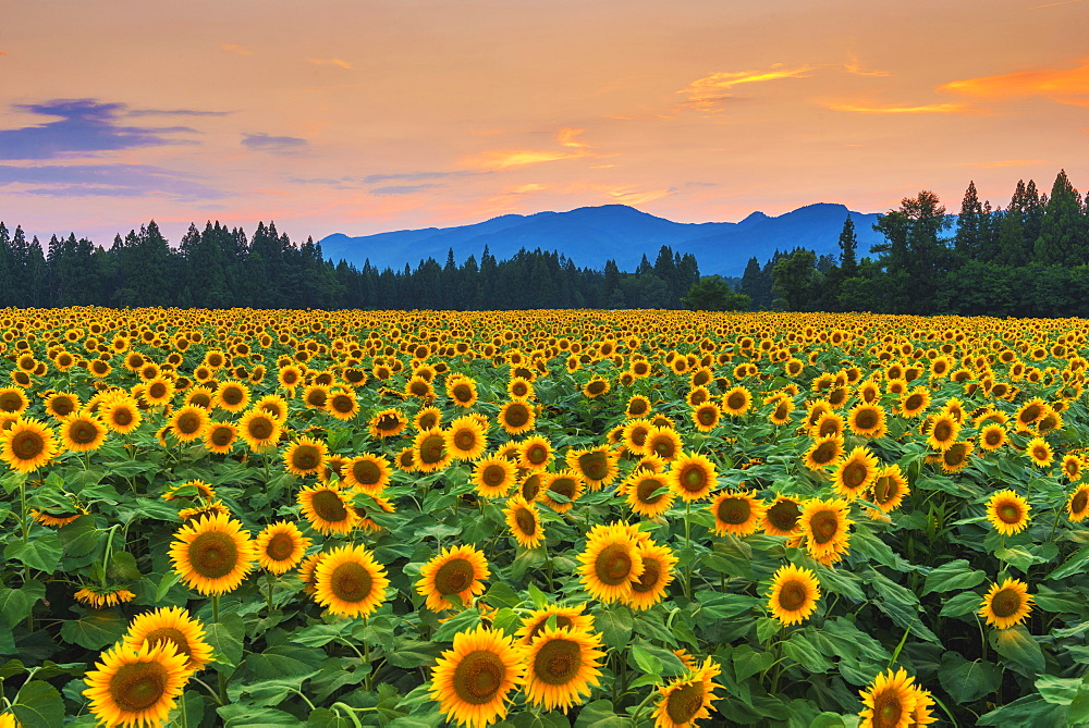 Niigata Prefecture, Japan