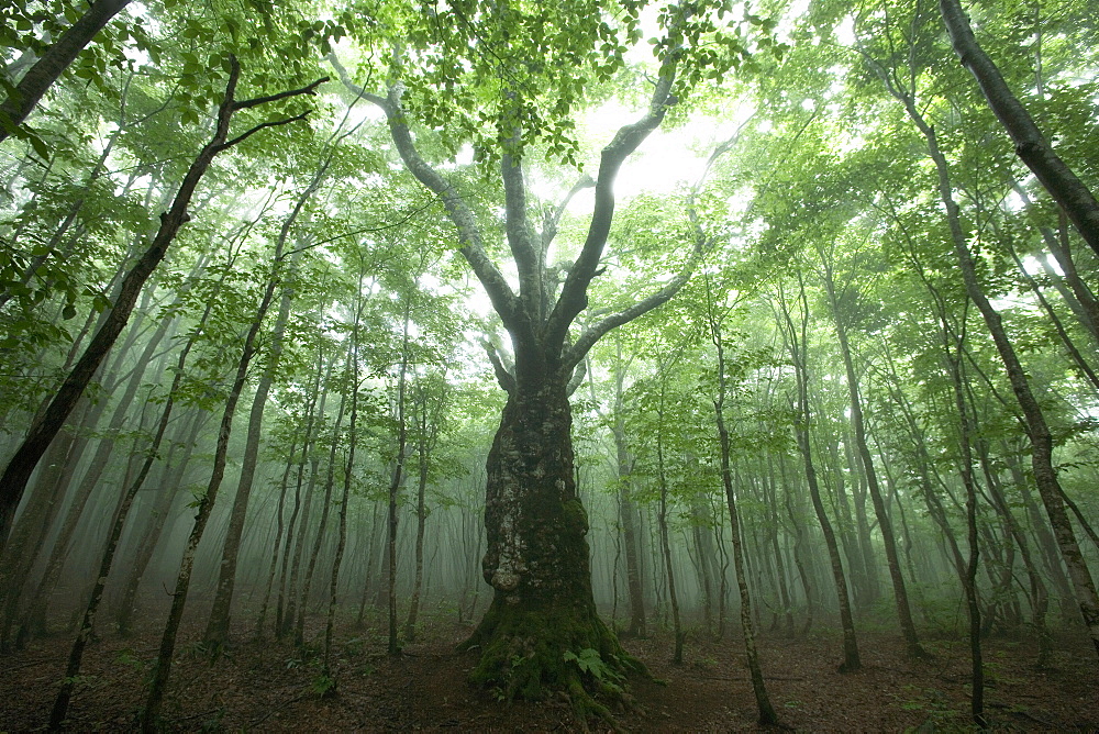 Iwate Prefecture, Japan