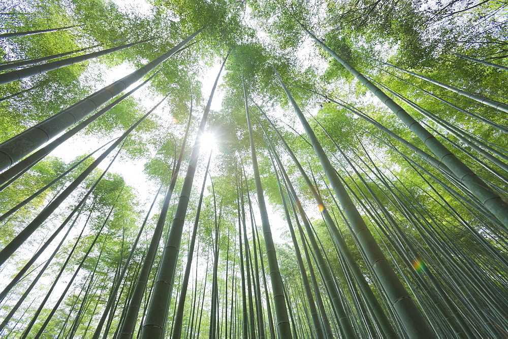 Kyoto, Japan