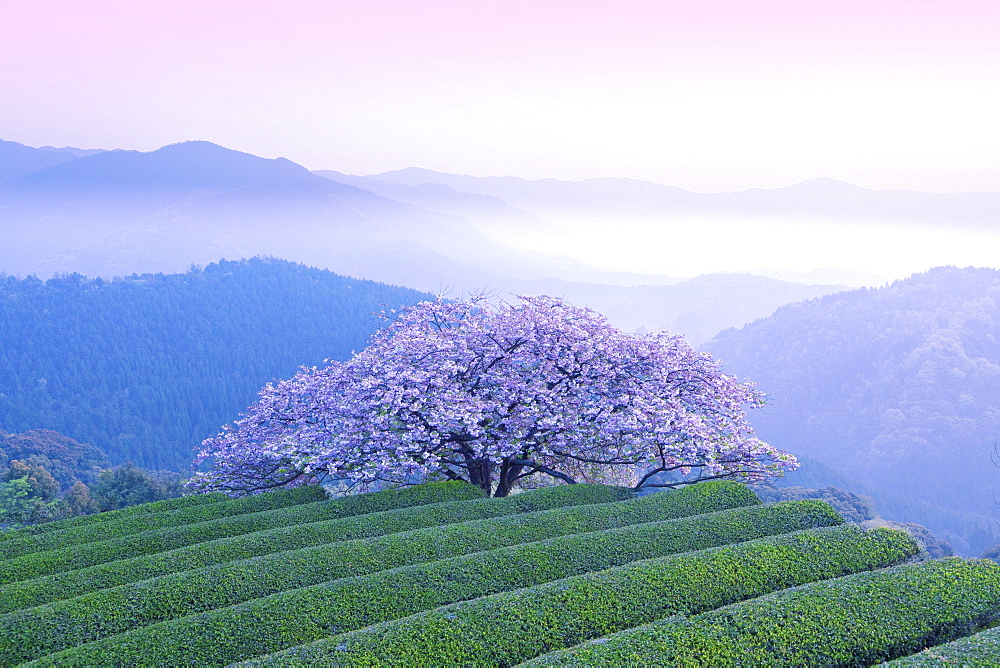 Cherry blossoms