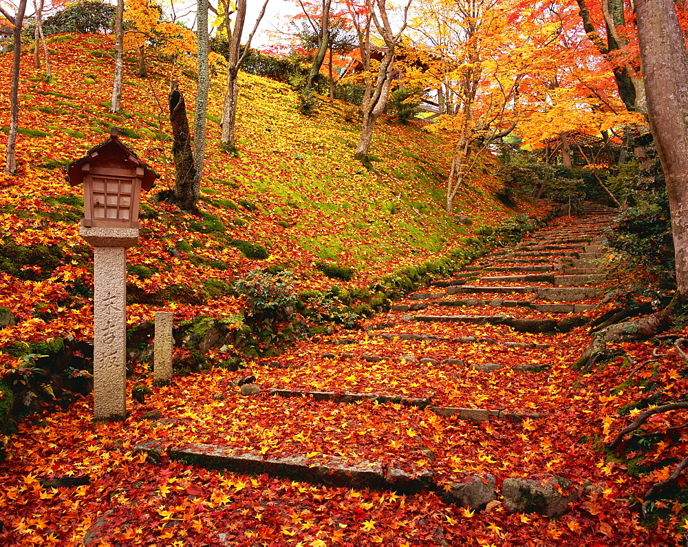 Autumn colors