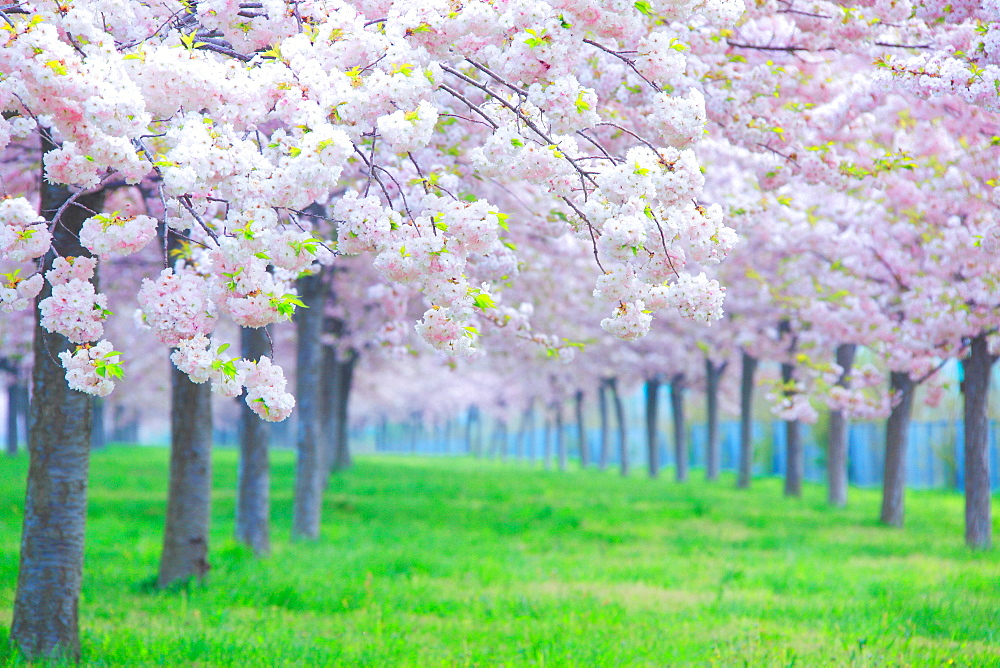 Cherry blossoms