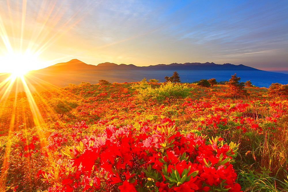 Flower field