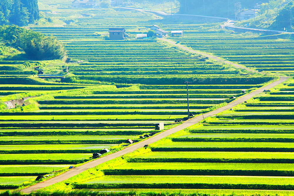 Rice Paddy