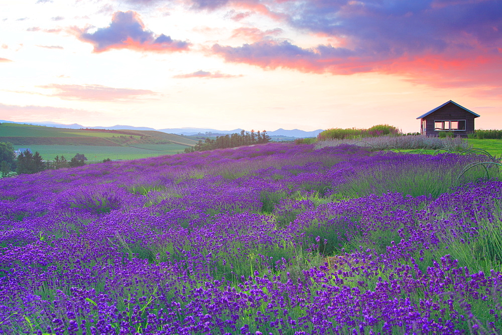 Flower field