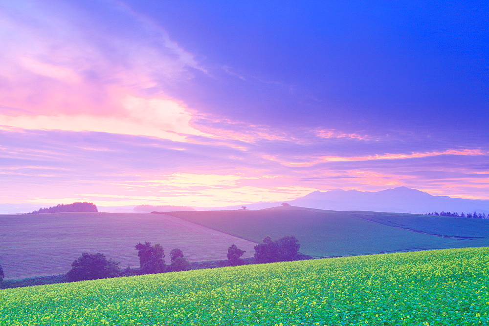 Flower field