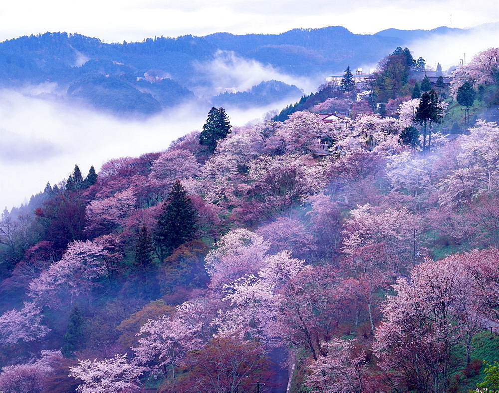 Cherry blossoms