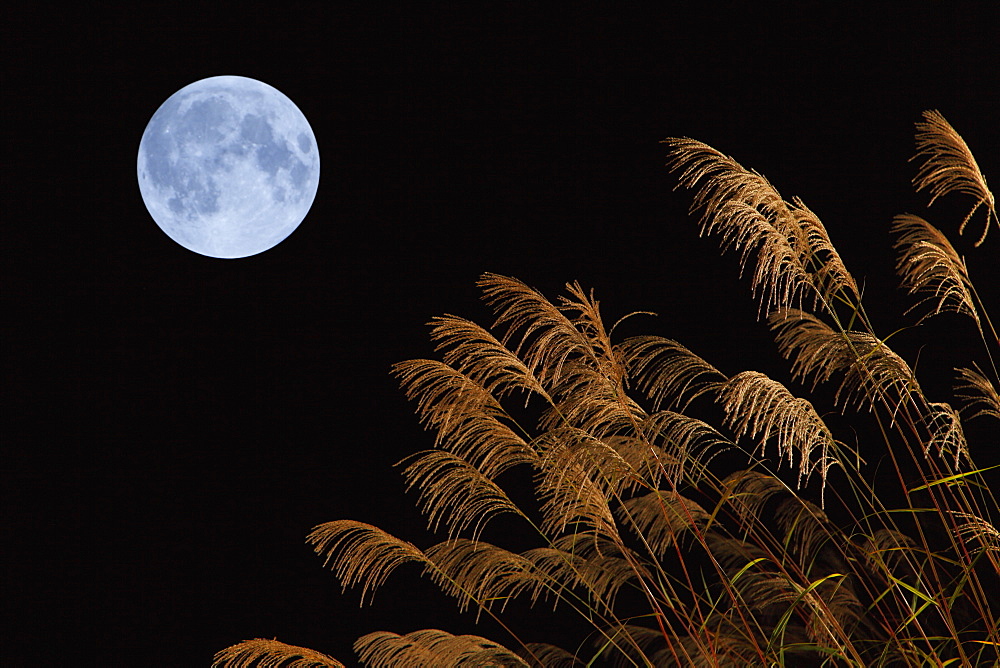 Japanese silver grass and full moon