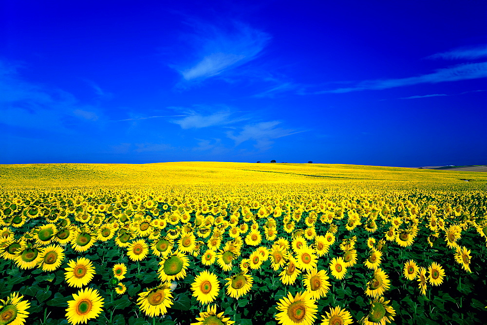 Flower field