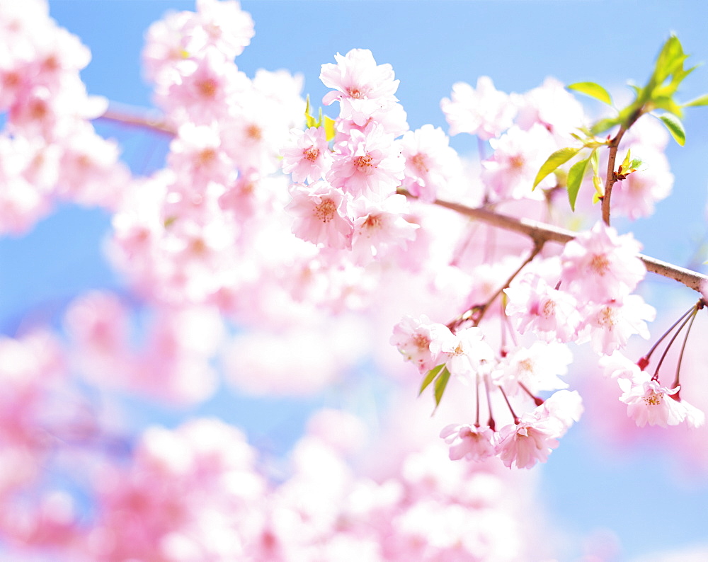 Cherry blossoms