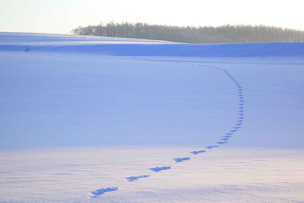 Biei, Hokkaido