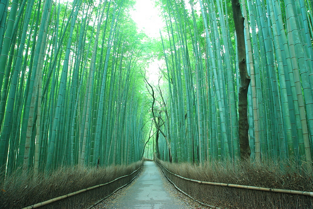 Kyoto, Japan