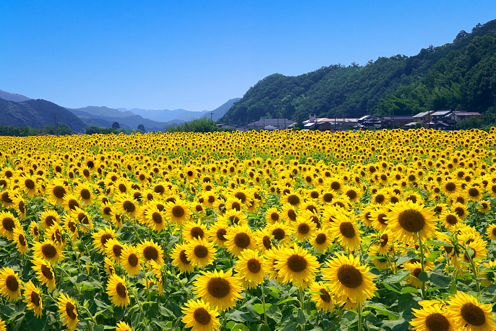 Sunflower Field, Hyogo, Japan