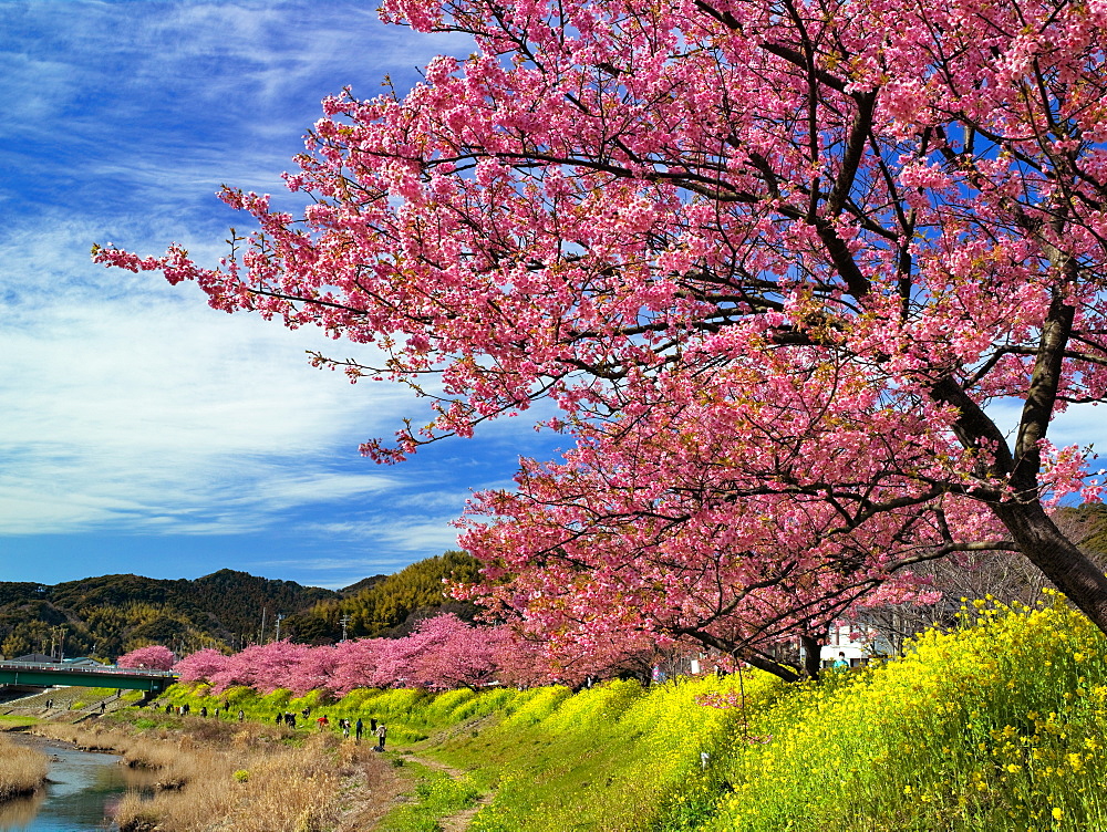 Cherry Blossoms Of Minami, Shizuoka, Japan