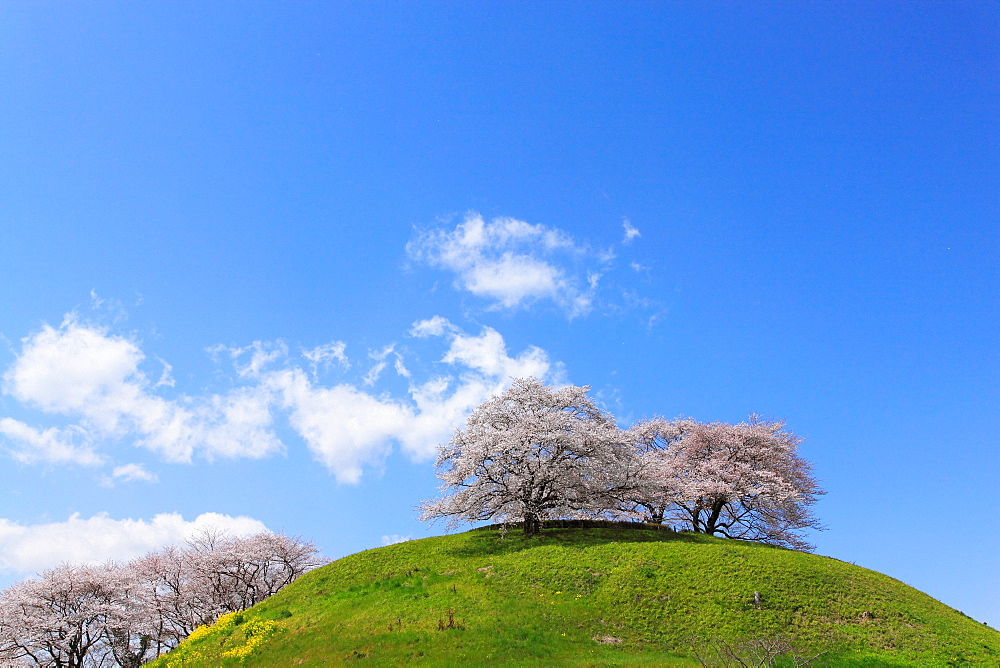 Cherry Blossoms, Gyoda, Saitama, Japan