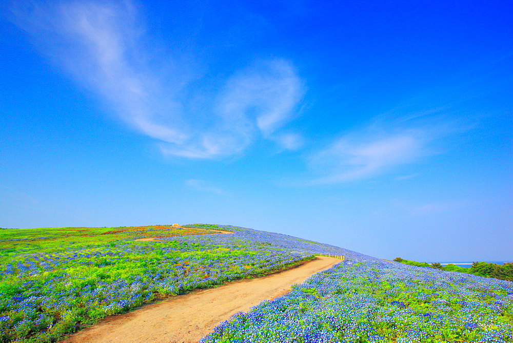 Nemophila, Ibaragi, Japan