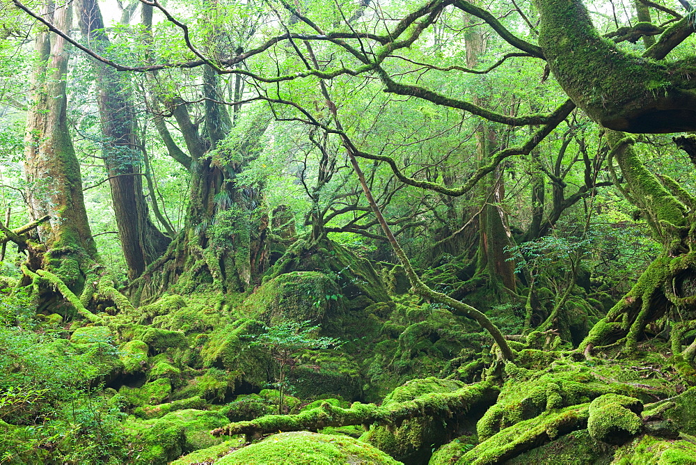 Yakushima, Kagoshima, Japan